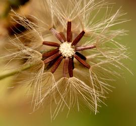   Infructescence:   Hieracium albiflorum ; Photo by W. Siegmund, wikimedia commons
